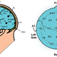 Illustration for article titled Endurance Athletes May Soon Be Electrocuting Their Brains